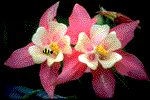 Our Busy Bee