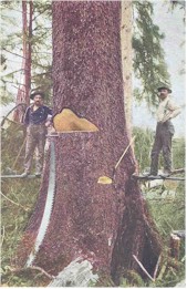 Spruce Fallers